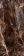 Гранит керамический 67506 MAXIMUS Galaxy Brown LUX RET 120x280x0,65 см Гранит керамический 67506 MAXIMUS Galaxy Brown LUX RET 120x280x0,65 см